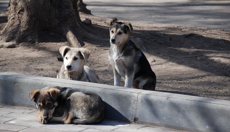 combien de chiens reste-t-il dans le monde