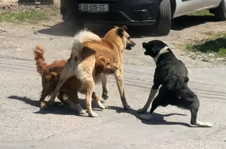 blessures de combat de chien