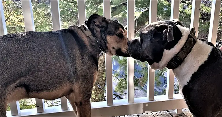 meilleurs colliers pour chiens