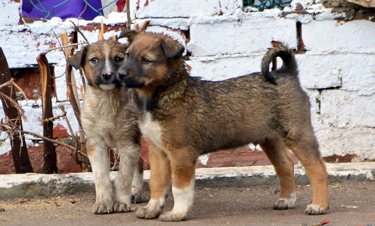 population de chiens dans le monde