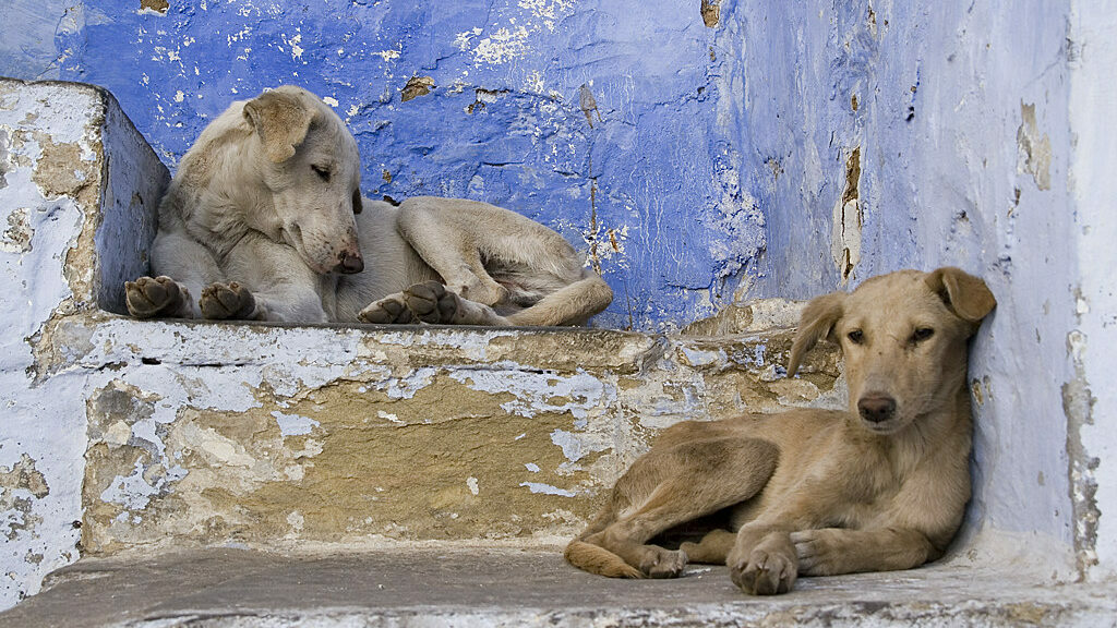 combien de chiens dans le monde
