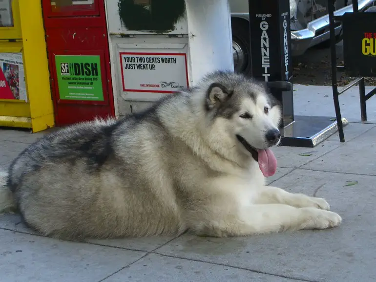 combien coûte l'adoption d'un chien