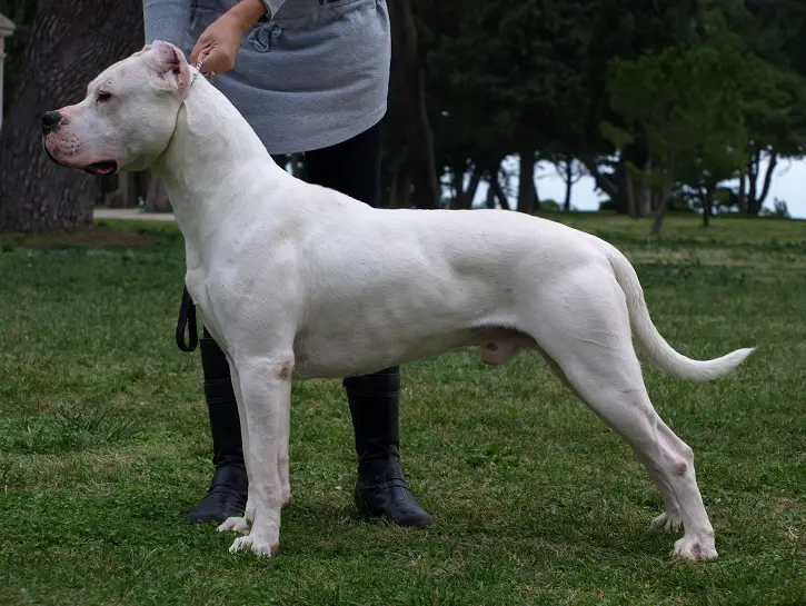 prix d'un chien moyen