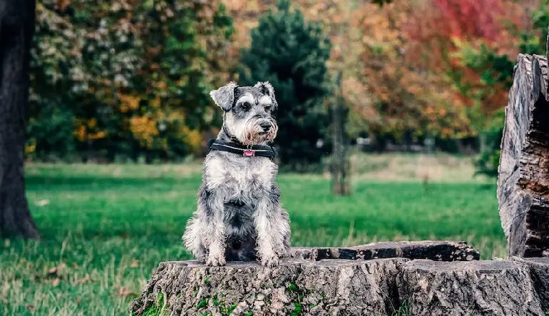 schnauzer à poil dur
