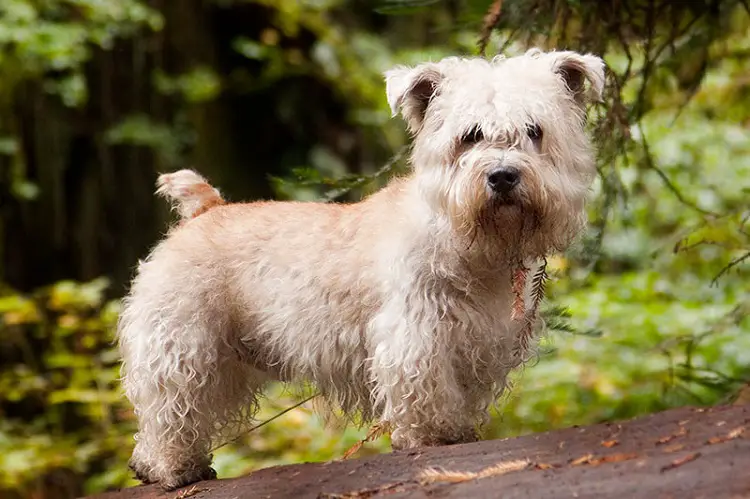 tourner le chien craché