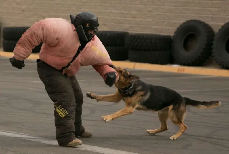 anneau de combat de chien