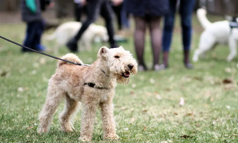 formation de socialisation pour chiens