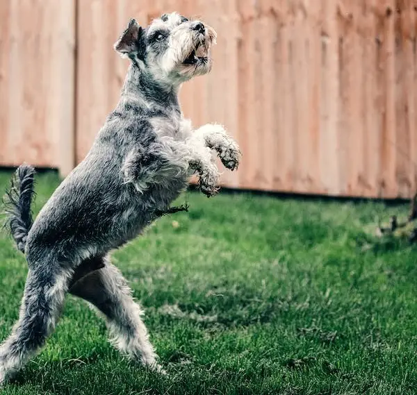 schnauzer parti du foie
