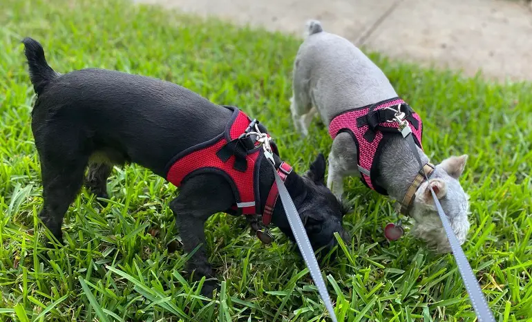 meilleur harnais pour chien sans traction