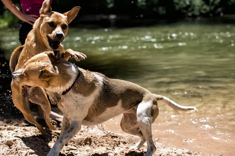 qu'est-ce que les combats de chiens