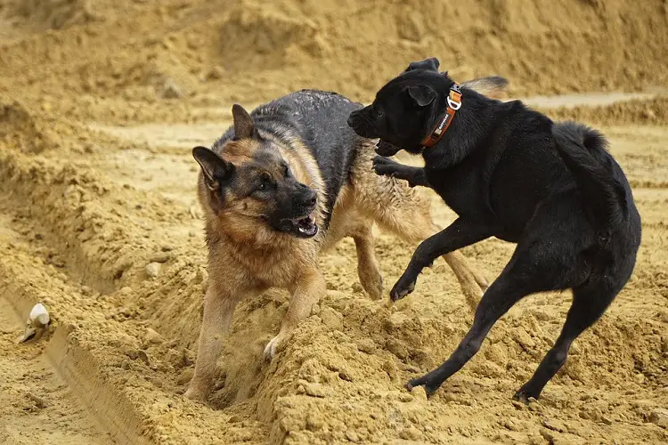 combat de chien pittbull