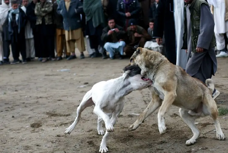 combat de chiens