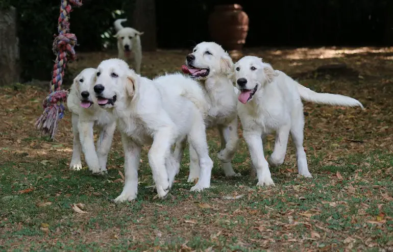 formation de socialisation du chien