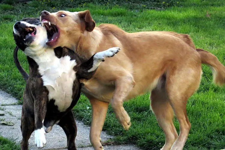 combats de chiens pitbulls