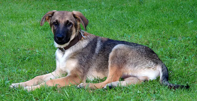 races de chiens les moins chères
