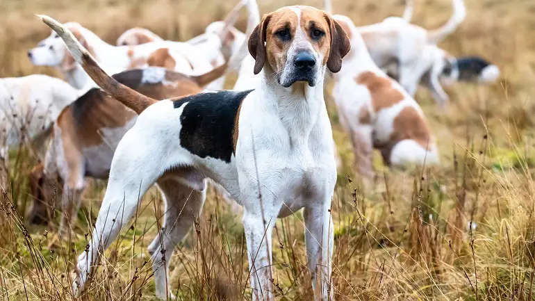 foxhound anglais