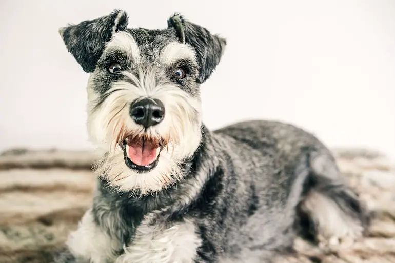 parti schnauzer
