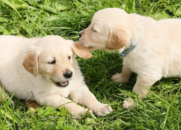 coût moyen d'un chiot
