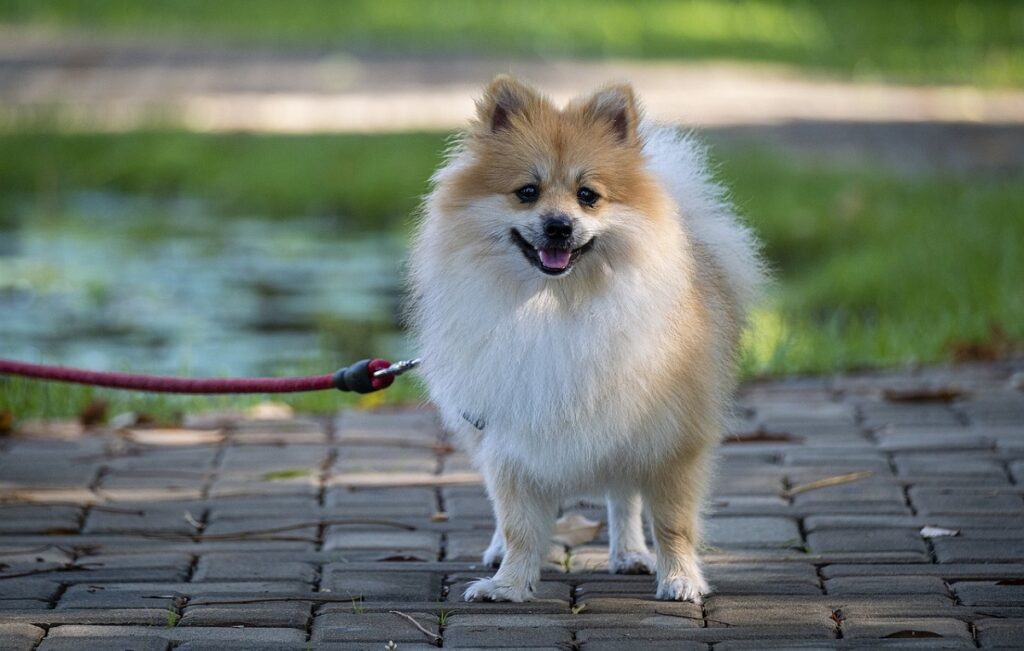 adorables races de chiens
