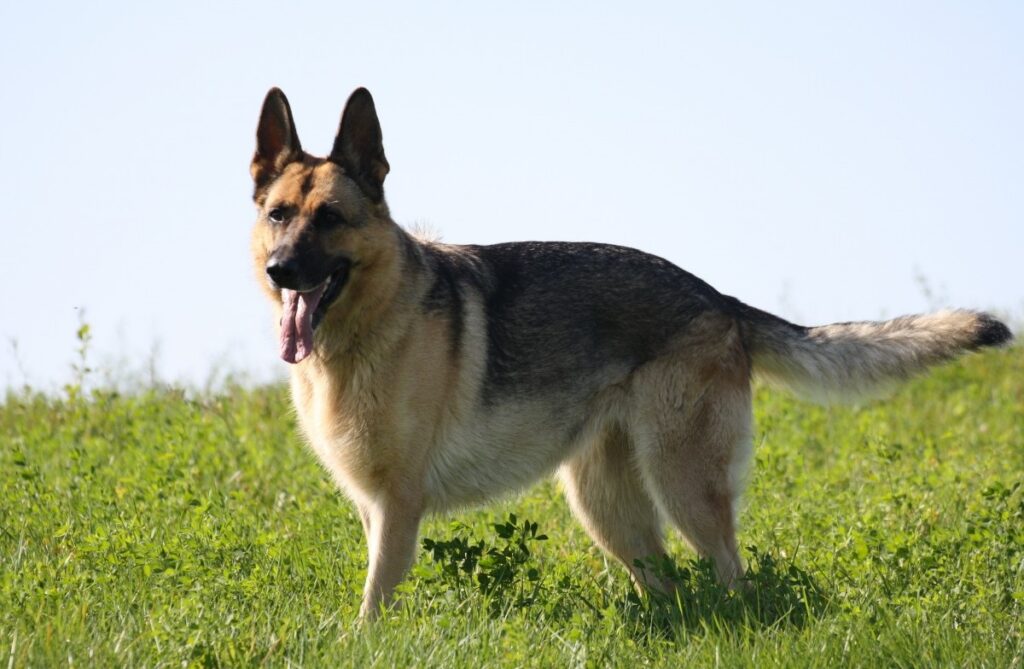 méchant chien
