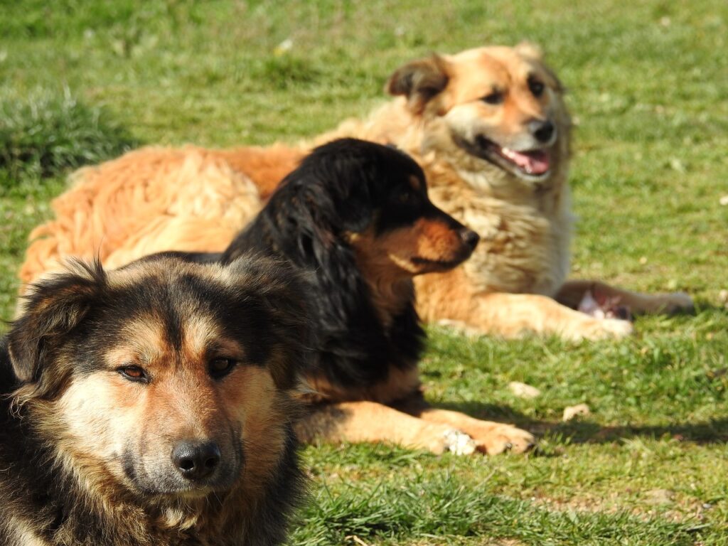 les chiens sont-ils des loups
