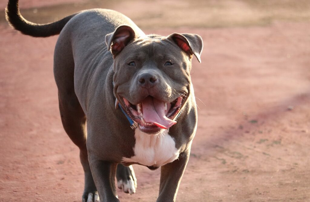 les pitbulls sont-ils agressifs
