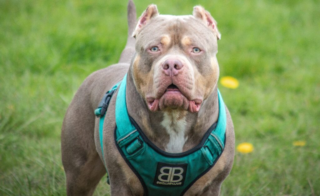 les pitbulls sont-ils dangereux pour les autres chiens
