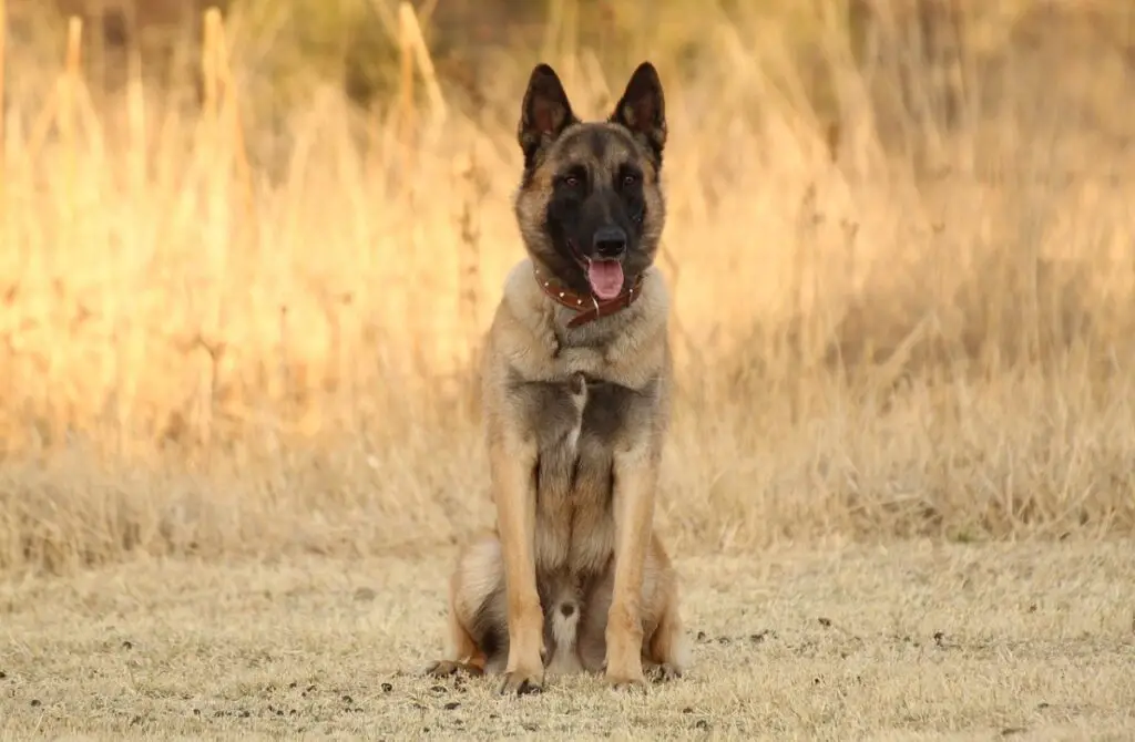 races de chiens militaires
