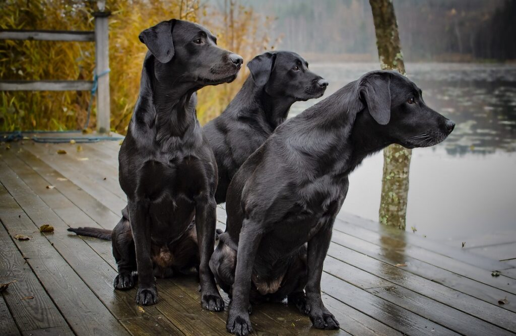 races de chiens de l'armée
