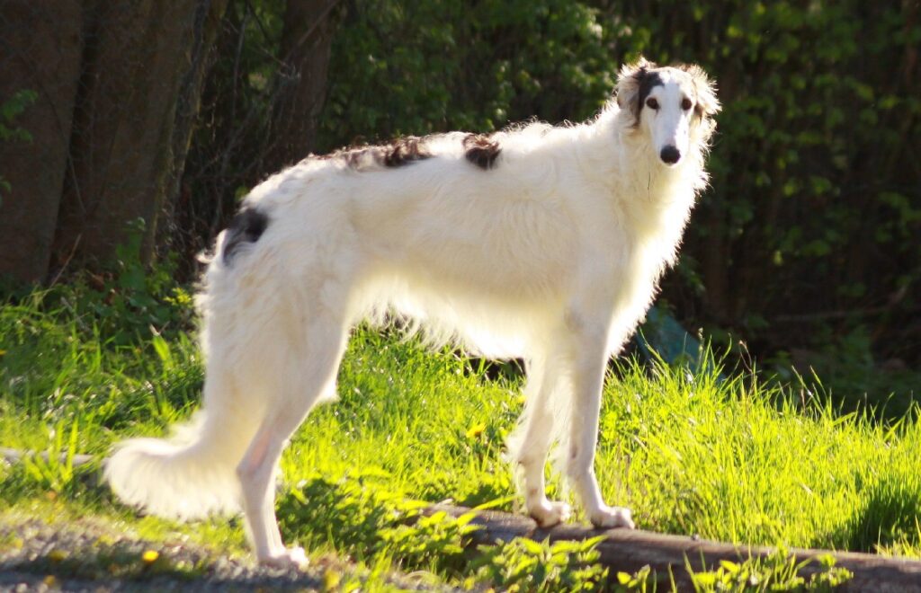 un chien comme ça
