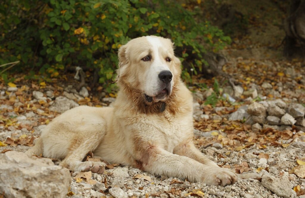 races de chiens asiatiques
