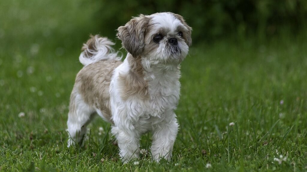 races de chiens asiatiques
