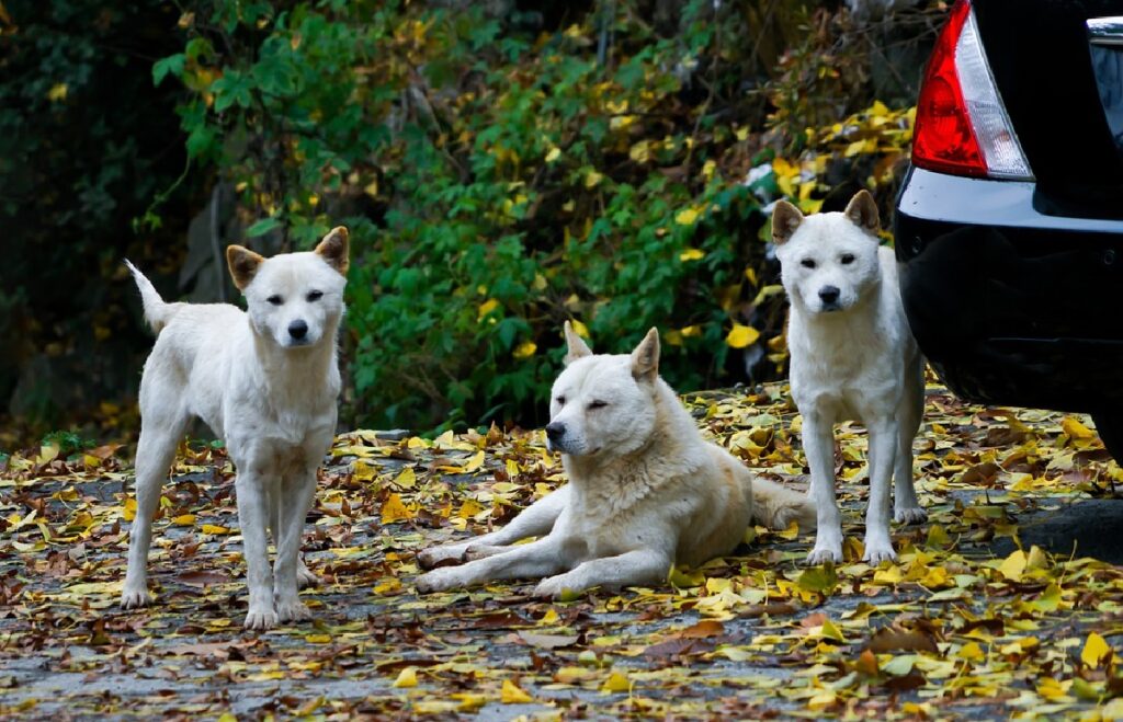 chien de chasse asiatique
