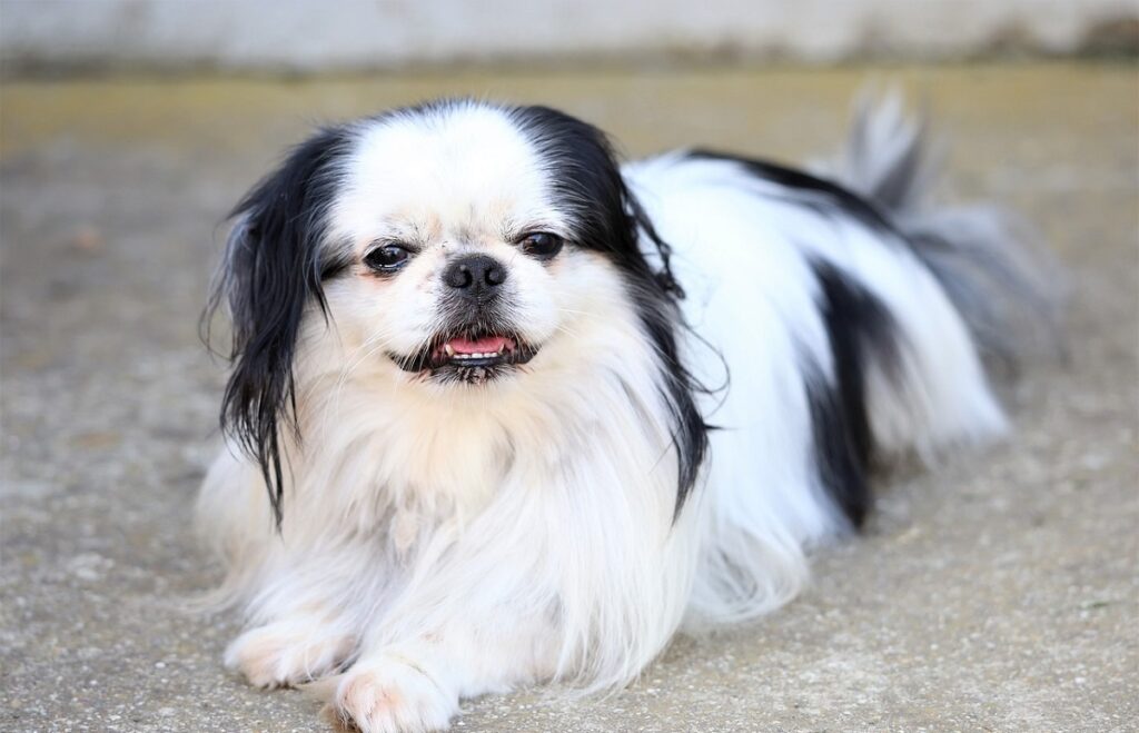 chien d'apparence asiatique
