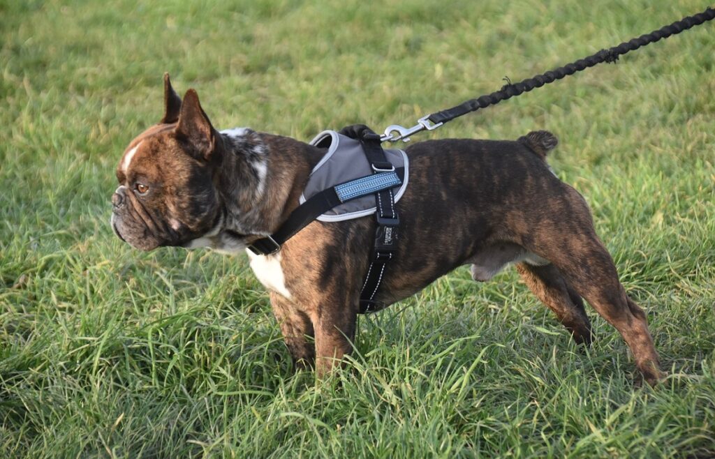 prix moyen d'un bouledogue français
