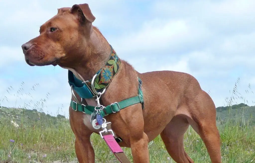 noms de pitbull durs à cuire féminins