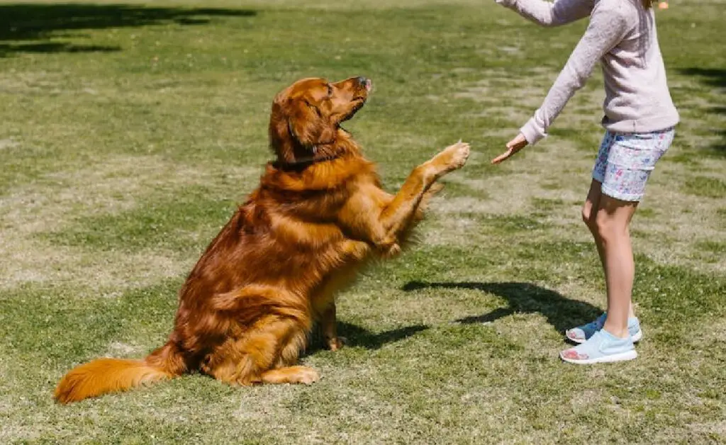 entraînement comportemental pour chiens