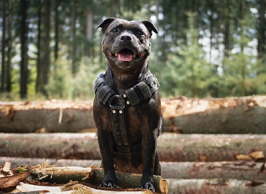 meilleur chien militaire
