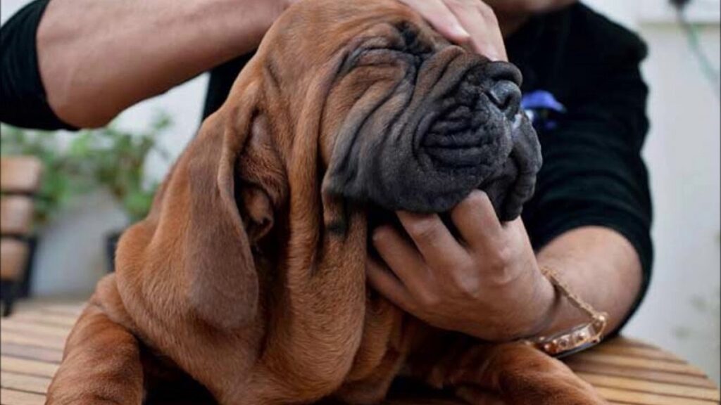 gros chiens asiatiques
