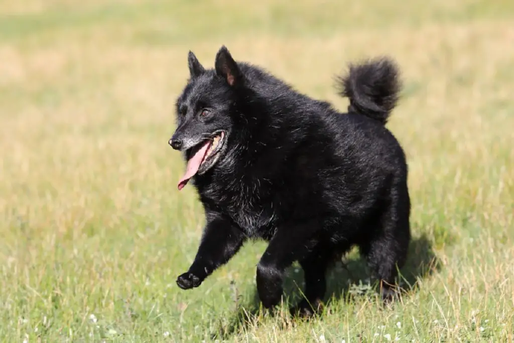 grandes races de chiens noirs
