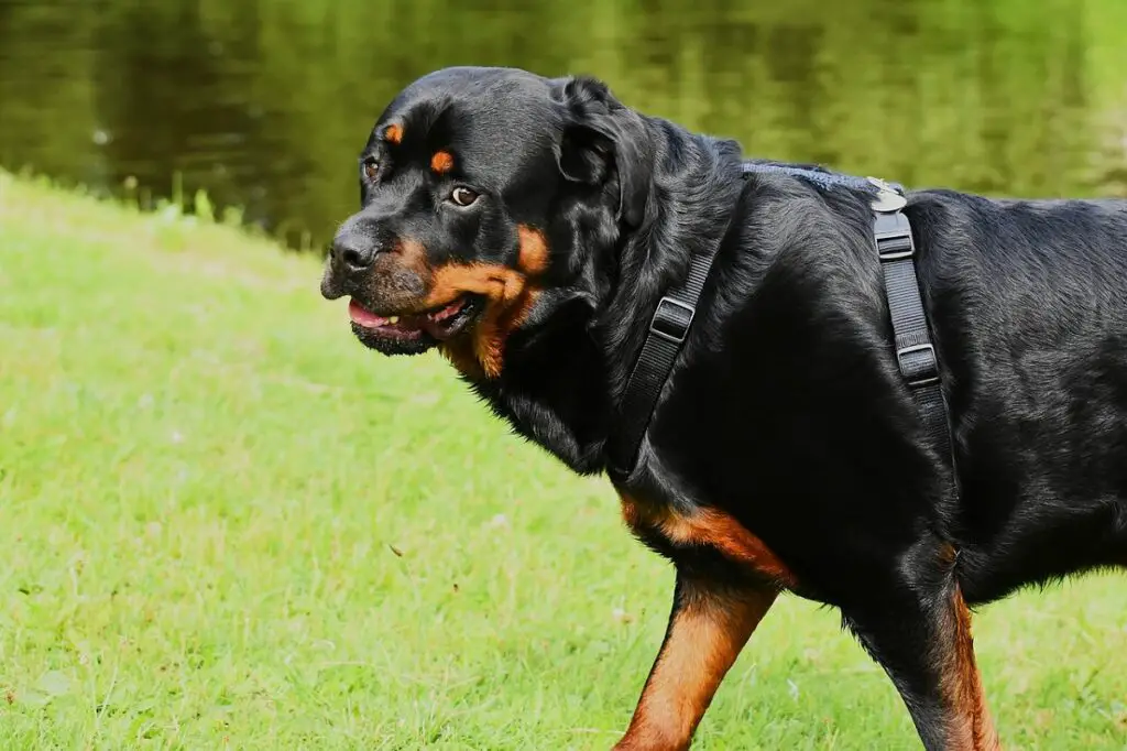 gros chiens noirs
