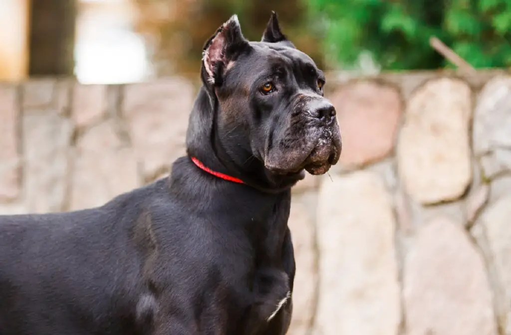 grandes races de chiens noirs
