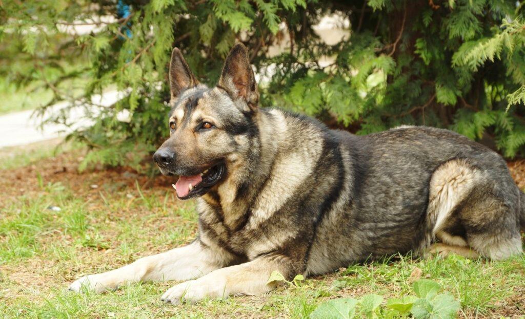 gros chiens de Chine
