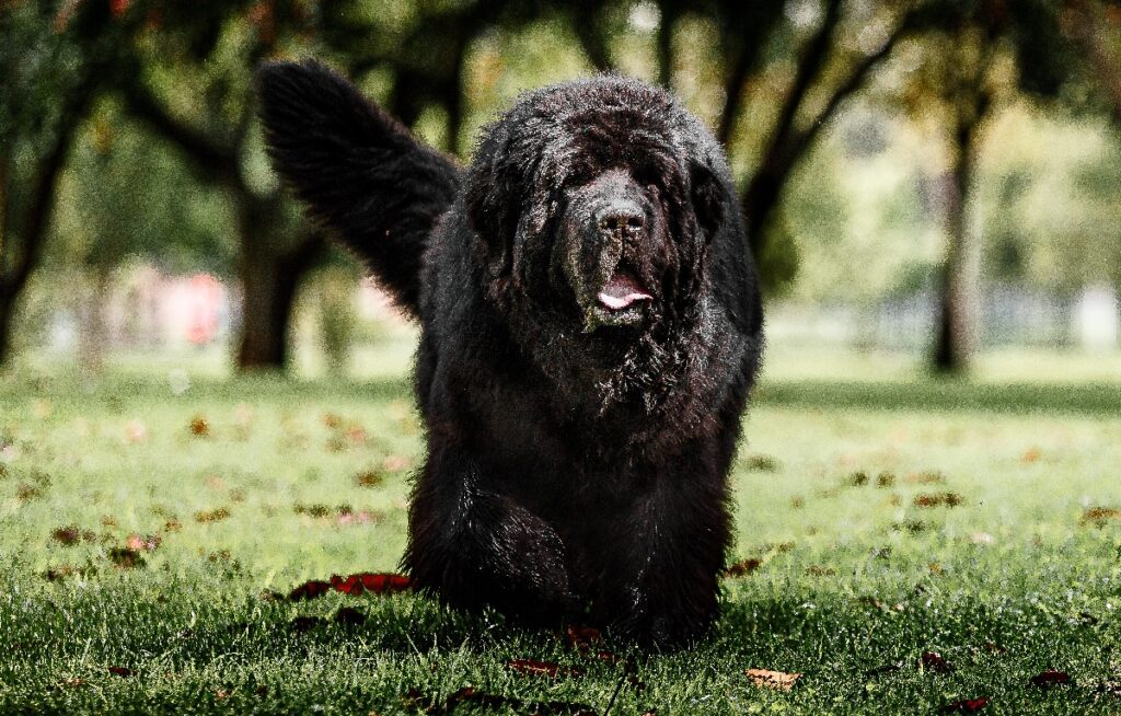 grandes races de chiens moelleux
