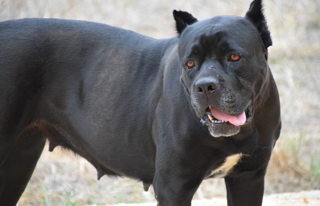 gros chien effrayant
