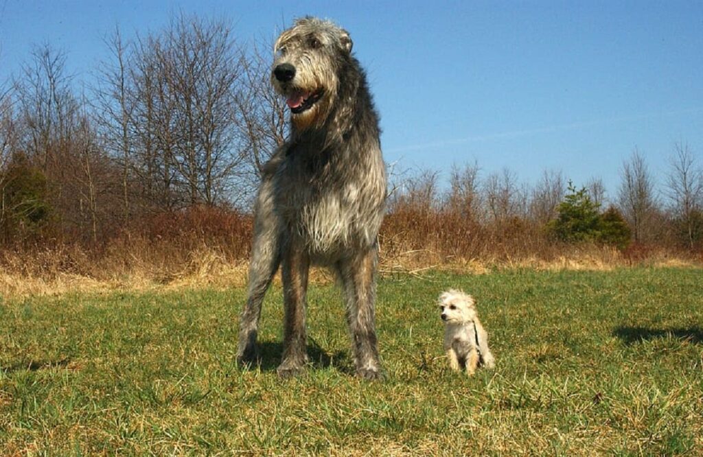 gros chiens moches
