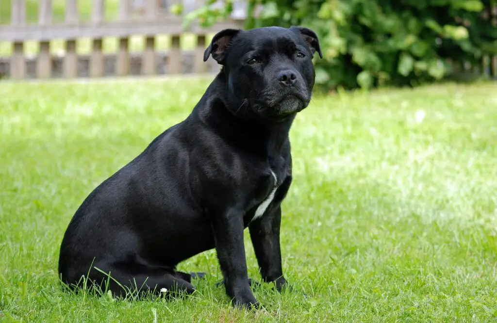 races de chiens à face noire
