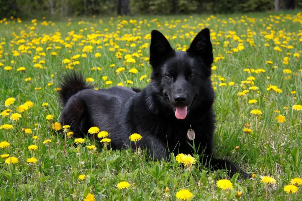 chien noir moelleux
