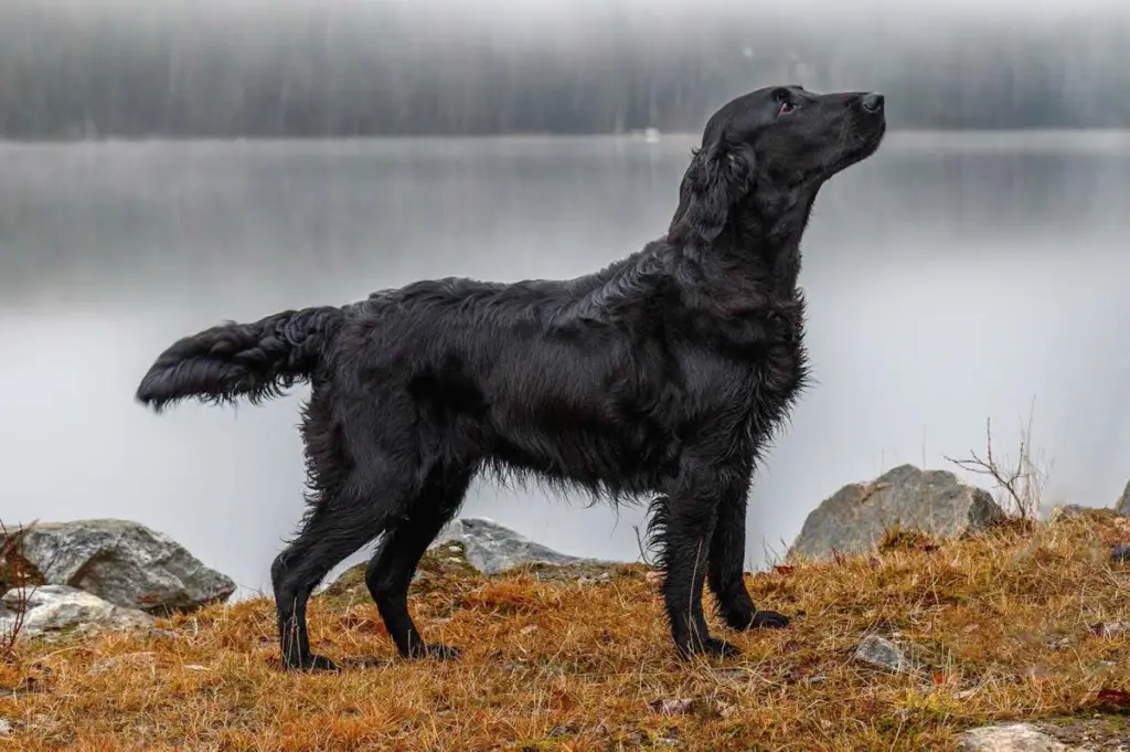 races de chiens noirs moelleux
