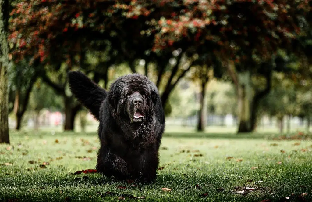 chiens noirs moelleux
